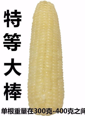 十根糯玉米大棒单根330-430克新鲜速冻散装黏玉米软甜糯0添加冷冻