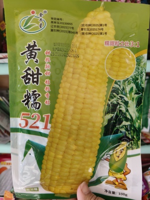黄甜糯521玉米种子  金牛种业甜糯玉米种子甜糯比例1:3