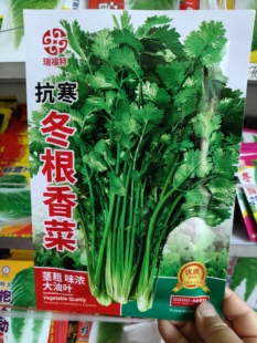 抗寒冬根香菜种子  包装随机发大油叶香菜味浓郁