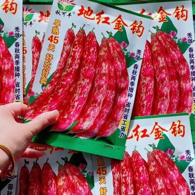 地红金钩豆角种子秋可丰无架豆角黄金钩