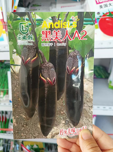 【黑美人A2茄子种子】面包茄杂交大棚陆续蔬菜种子四季