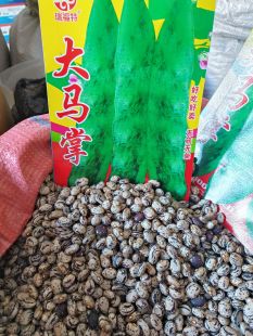 【早熟大马掌油豆角种子】秋可丰东北纯豆角籽搭架面豆角无筋无柴