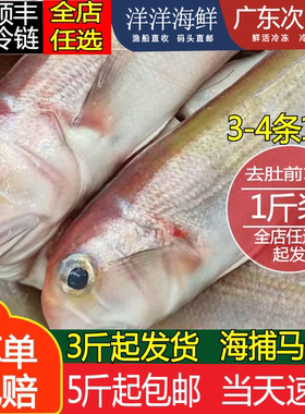 马头鱼海钓方头鱼马面鱼深海冷冻南海海鲜水产海鱼新鲜斧头鱼500g