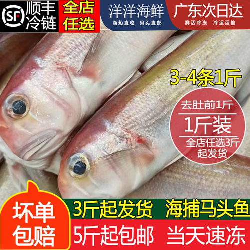 马头鱼海钓方头鱼马面鱼深海冷冻南海海鲜水产海鱼新鲜斧头鱼500g