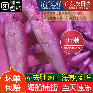 本港潮汕海捕新鲜海鱼正红鱼仔红仔鱼海鲜无鳞片海捕小红鱼红糟鱼
