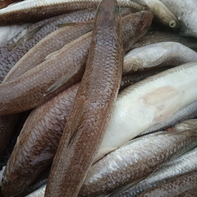 九棍鱼那哥西哥丁鱼包邮