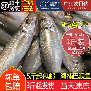 新鲜巴浪鱼海捕棍子鱼新鲜蓝圆鲹池鱼海鲜水产冰鲜速冻刺巴鱼500g