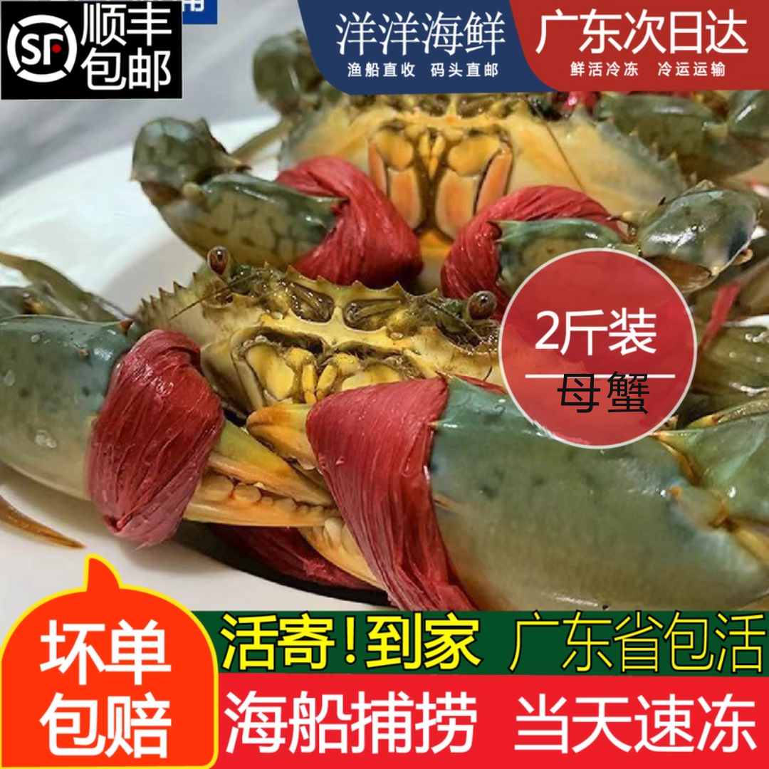 母蟹青蟹鲜活青蟹红黄膏蟹海鲜水产特大活体螃蟹母蟹两斤装3-4只