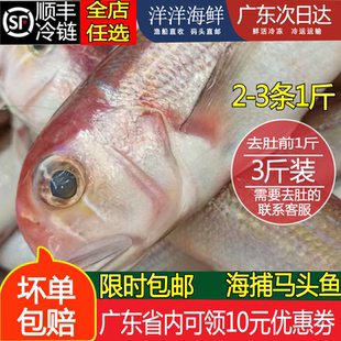 海钓码头鱼新鲜海捕方头鱼马面鱼潮汕斧头鱼深海海鲜水产3斤起拍