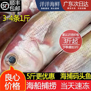 汕尾新鲜马头鱼海鲜鲜活大码头潮汕红扁鱼生鲜海鱼马面鱼海鲜水产