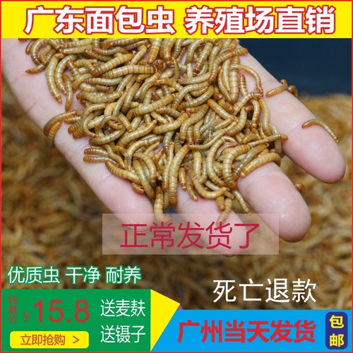 面包虫黄粉虫大麦虫活体饲料爬宠食物守宫蝎子鸟类蛙画眉八哥包邮