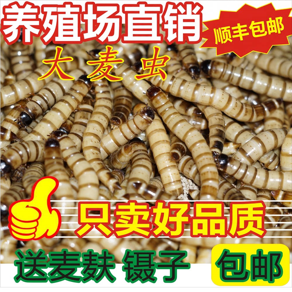 大麦虫黄粉虫活体面包虫宠物饲料金龙鱼八哥守宫画眉鸟食虫子包邮