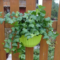 Зеленый безвкусно [1]