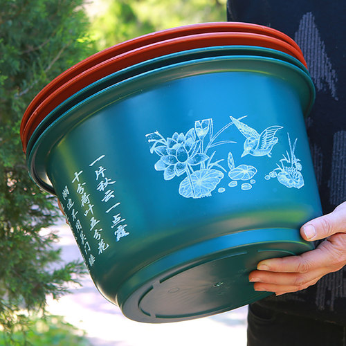 无孔荷花盆养鱼水培碗莲盆