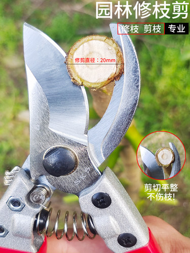 修剪树枝剪园林果园艺剪刀花剪家用剪果树植物盆景修枝修花剪工具 - 封面