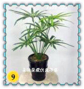 Simulation leaves Sedge simulation simulation Water bamboo leaves Sedge Potted plant Market hotel simulation Botany Decorationin the Flower delivery/Flowers simulation/Plants gardening , Artificial flowers/Plants/Finished fruits and vegetables (New) , Simulation plants  category - from Buy2taobao.com to provide professional Taobao agent buy service