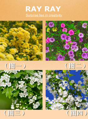 DIY数字油画黄色玫瑰花山楂花手绘涂色装饰创意情人节母亲节礼物