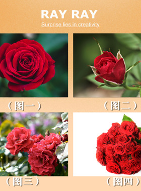 DIY数字油画红色玫瑰月季逼真手绘装饰创意休闲母亲节情人节礼物