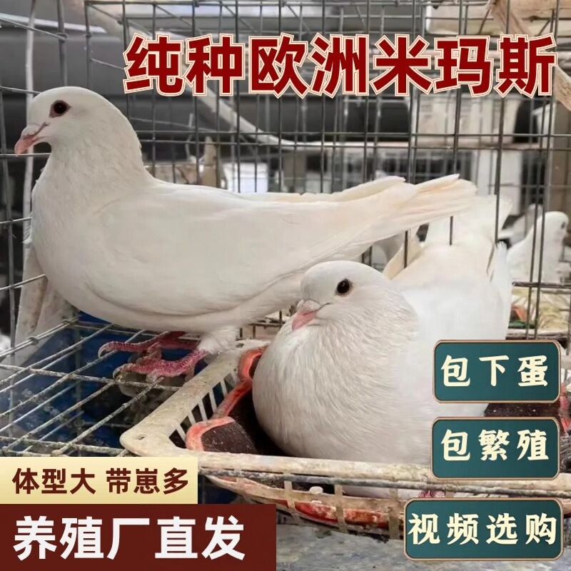鸽子 活一对欧洲肉鸽纯种米玛斯双肌鸽 养殖场种鸽青年鸽