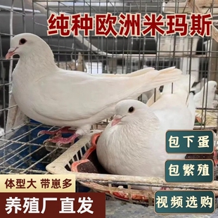 鸽子 活一对欧洲肉鸽纯种米玛斯双肌鸽 养殖场种鸽青年鸽