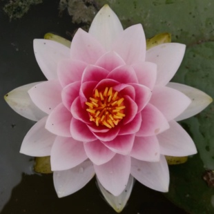 霍兰迪亚 莲花种茎耐寒睡莲根块水生植物庭院别墅花园带花苞发货