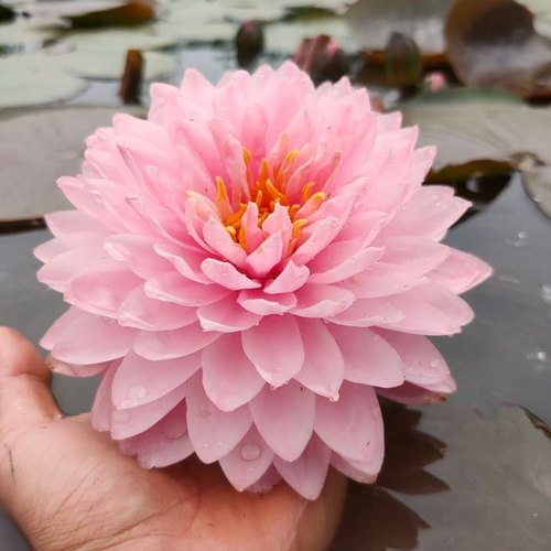 香水莲 粉蓬蓬 莲花种茎进口睡莲根块水生植物花卉庭院别墅水池