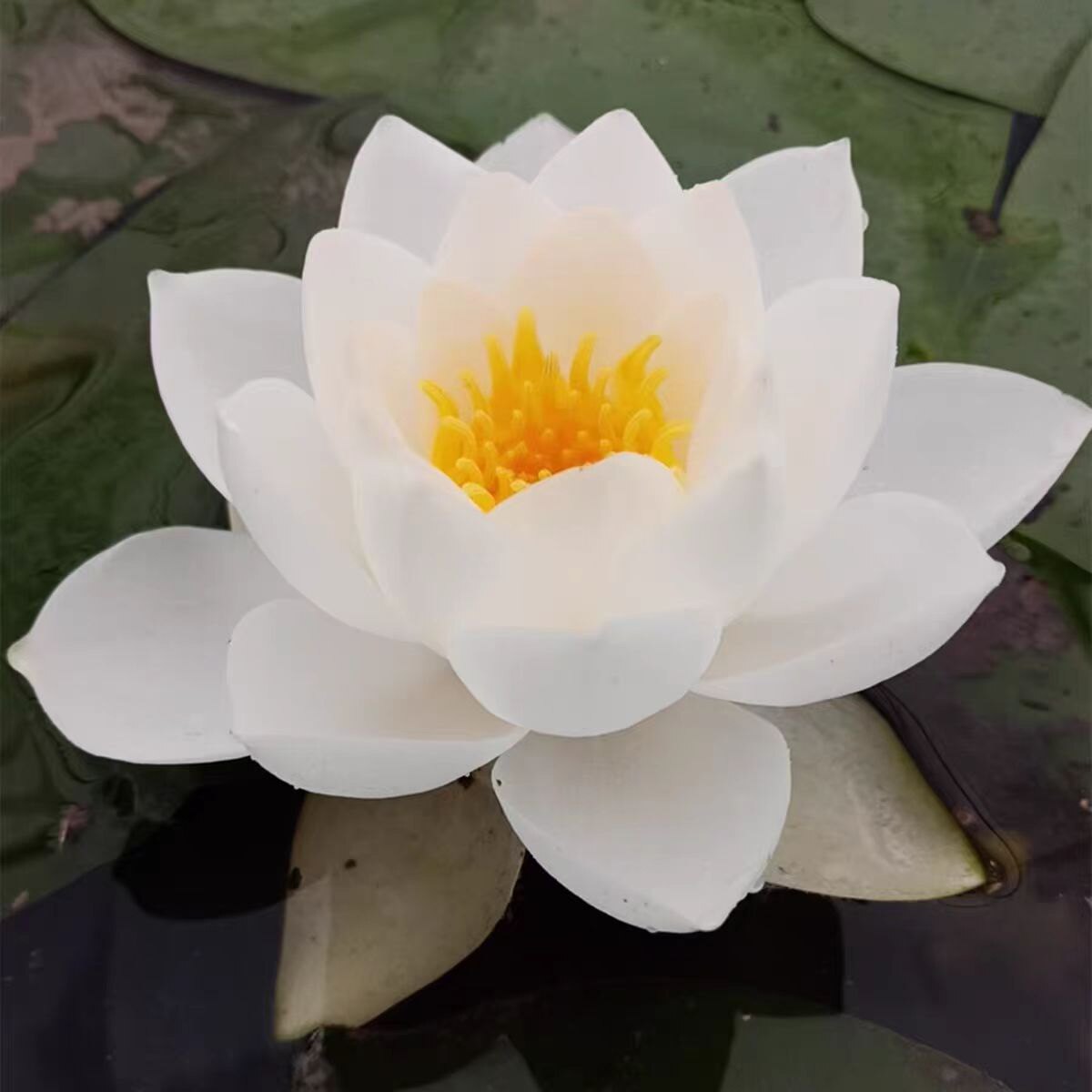 进口名贵精品耐寒睡莲根茎苗水生茉莉花