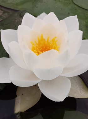 进口名贵精品耐寒睡莲根茎苗水生植物花卉白色香味 品种 暹罗茉莉