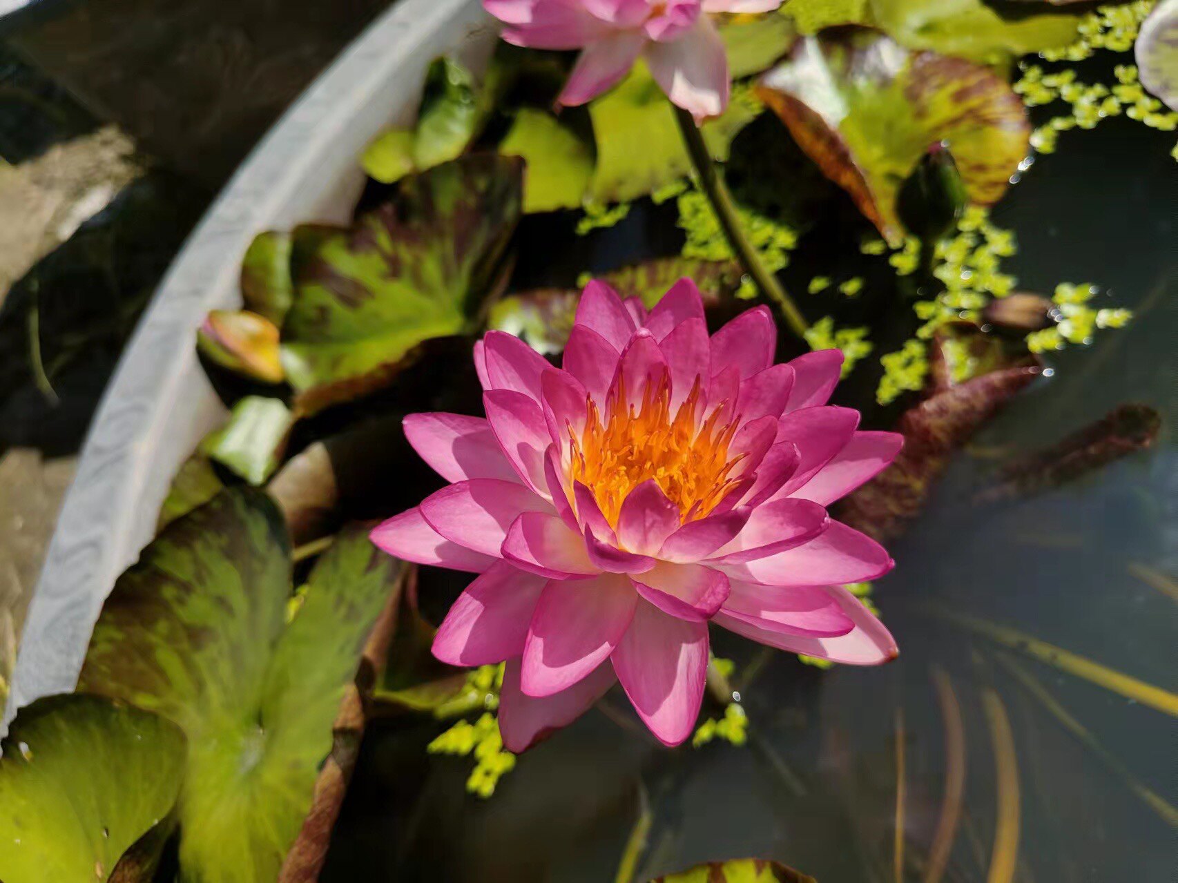 进口跨亚属耐寒睡莲 苏曼尼 大型品种带花苞发货庭院别墅池塘种植