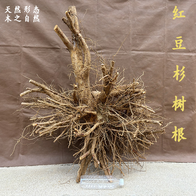 红豆杉根雕摆件天然原木