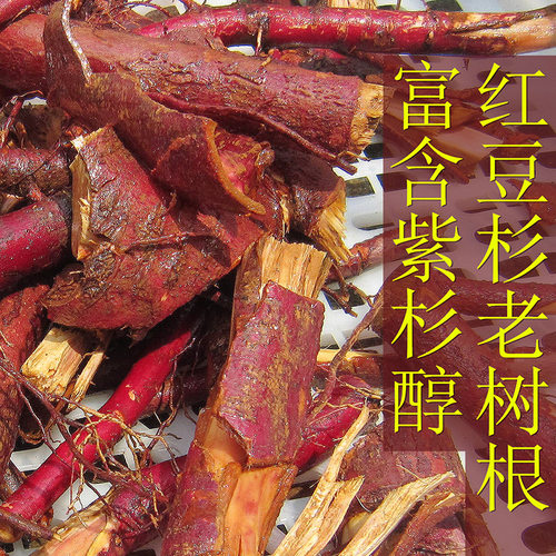 红豆杉树根赤柏含紫杉醇正宗南方