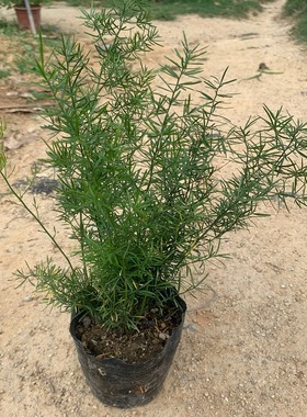 花卉天门冬苗中草药苗武竹天冬盆栽观叶常青室内垂吊耐阴植物