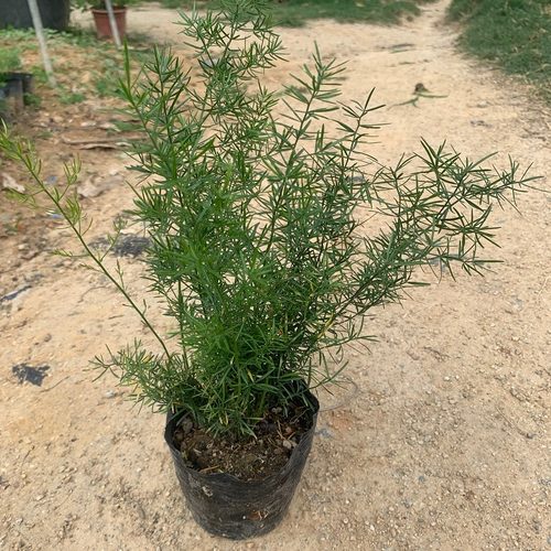 花卉天门冬苗中草药苗武竹天冬盆栽观叶常青室内垂吊耐阴植物