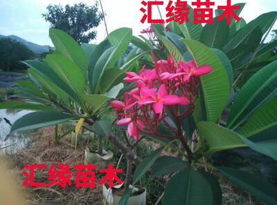 庭院鸡蛋花阳台盆栽植物小苗