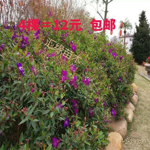 原土发货庭院巴西野牡丹