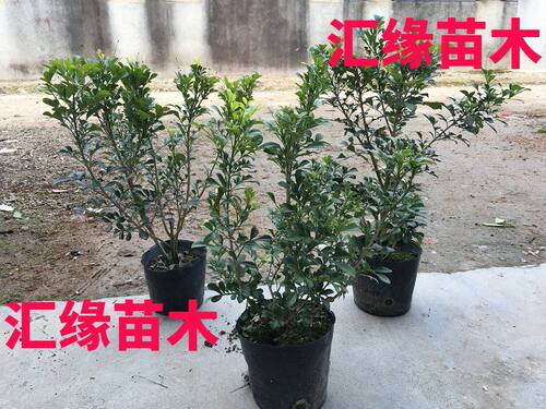 芳香庭院绿植盆栽小苗四季常青