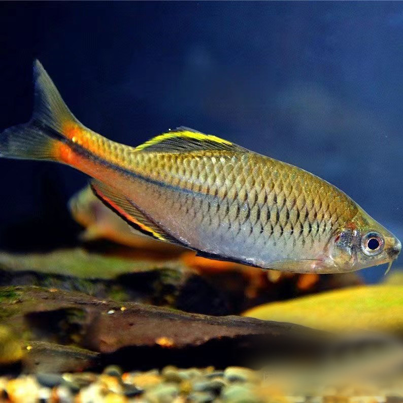 广东齐氏鱊高体鳑鲏不加温好养耐活皮实原生群游小型淡冷水观赏鱼
