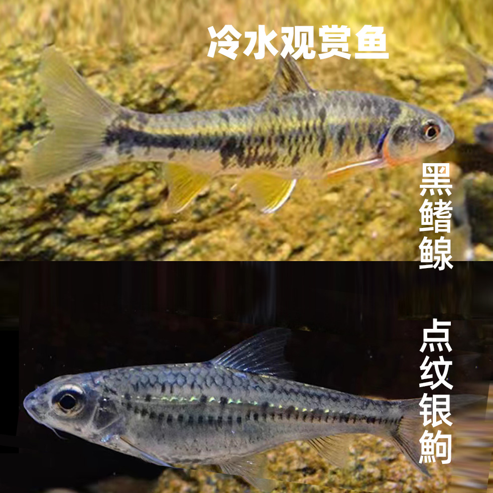 原生鱼淡水冷水除藻冷水出藻鱼