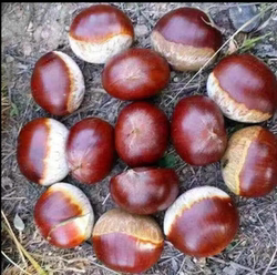 桂林平乐新鲜当季锥栗粉板栗净重五斤装大板栗 菜板栗子带壳