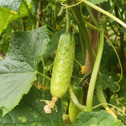 新鲜现摘水果小黄瓜恩施农家旱黄瓜生吃孕妇蔬菜脆嫩5斤整箱包邮