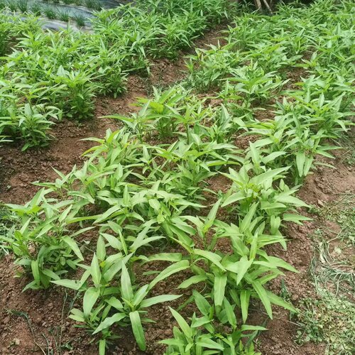 恩施农家当季空心菜新鲜通心菜无心菜4斤包邮 现摘现发鲜嫩空筒菜