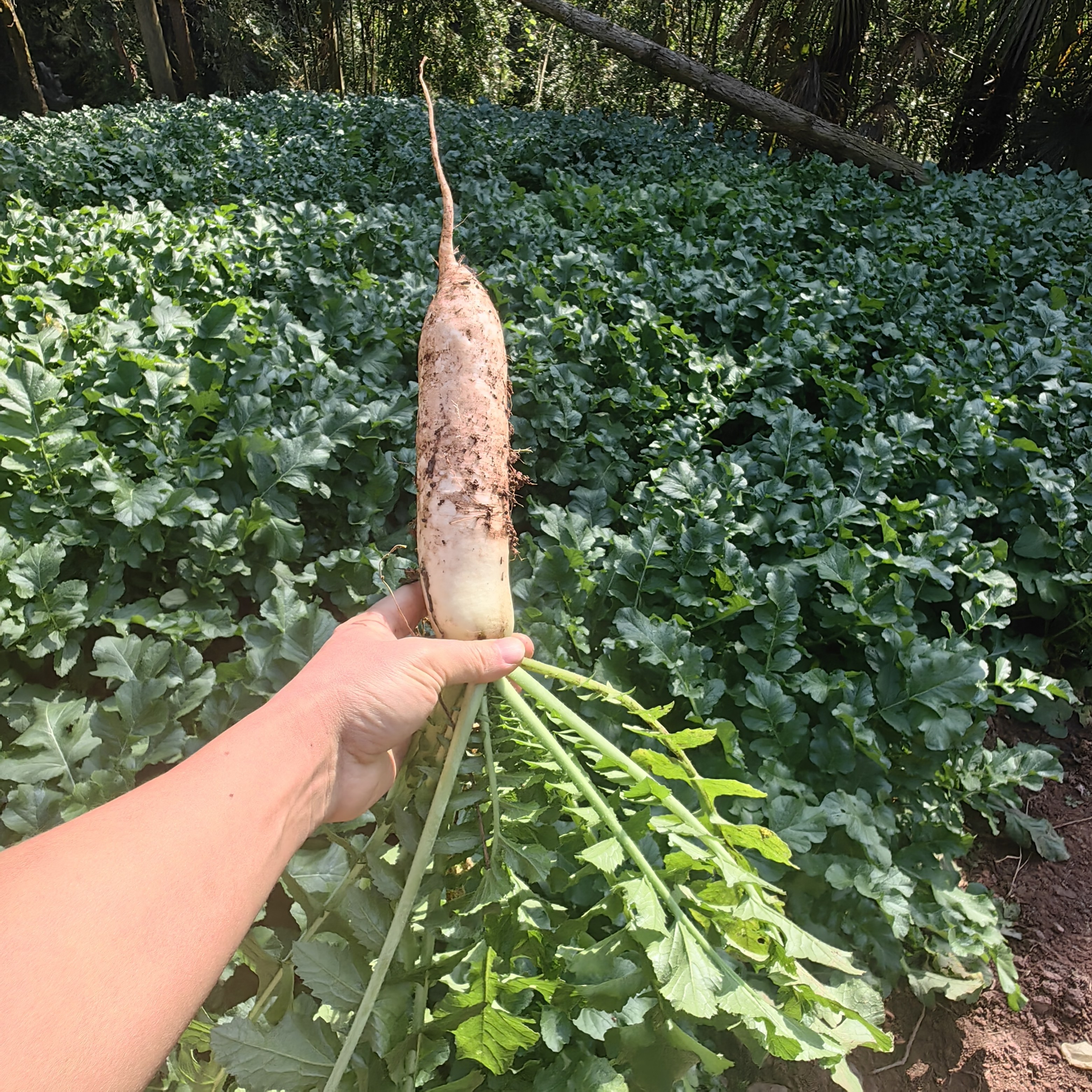 农家肥自种露天蔬菜新鲜嫩白萝卜煲汤鲜甜白萝卜甜化渣,水产肉类/新鲜蔬果/熟食,叶菜类,淘宝优惠券,粉丝福利购,淘宝优惠卷