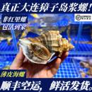 顺丰特快 鲜活大连海螺獐子岛浆螺非红里螺薄皮海螺非花螺