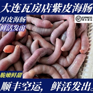 【顺丰特快】鲜活大连瓦房店厚皮海肠紫皮海肠1斤渤海湾野生海肠