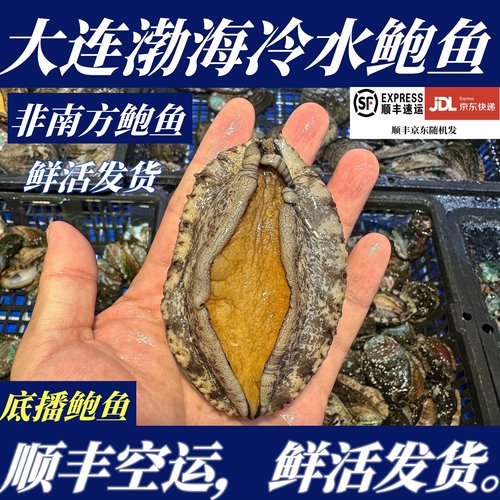 【顺丰特快】鲜活鲍鱼大连底播鲍鱼渤海冷水鲍鱼大鲍鱼小鲍鱼活发