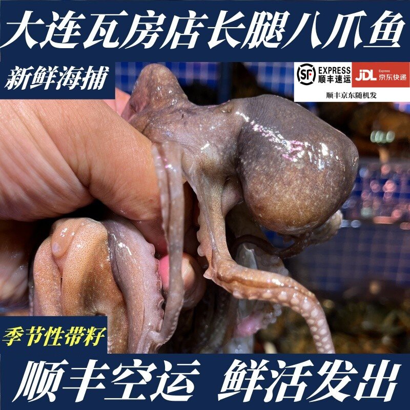 鲜活八爪鱼2斤大爆头章鱼长腿八爪鱼短腿巴蛸【 保鲜不包活】