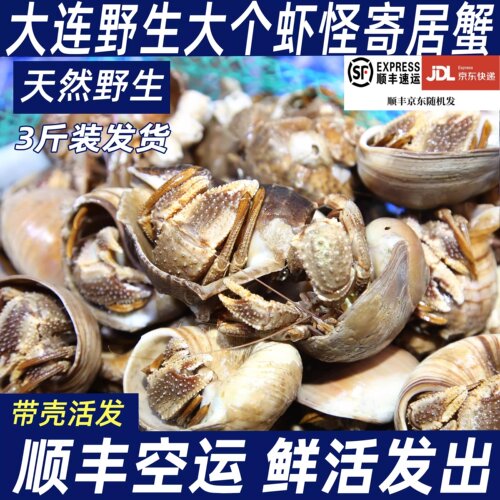大连3斤带壳虾怪寄居蟹海鲜（肚子瘪 吃腿肉 肚子不售后不包活）