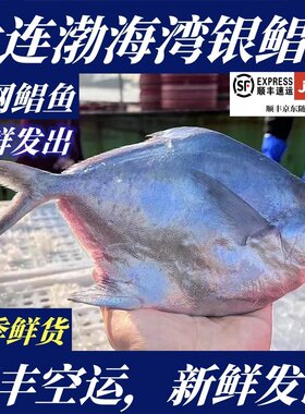 【顺丰特快】鲜活海捕野生银鲳鱼2条当季新货500g±10g速冻银鲳鱼