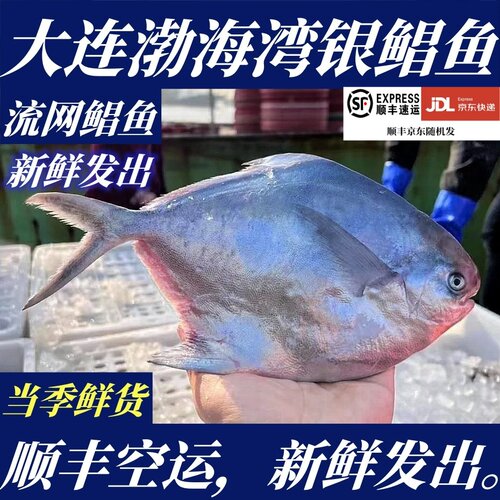 【顺丰特快】鲜活海捕野生银鲳鱼2条当季新货500g±10g速冻银鲳鱼