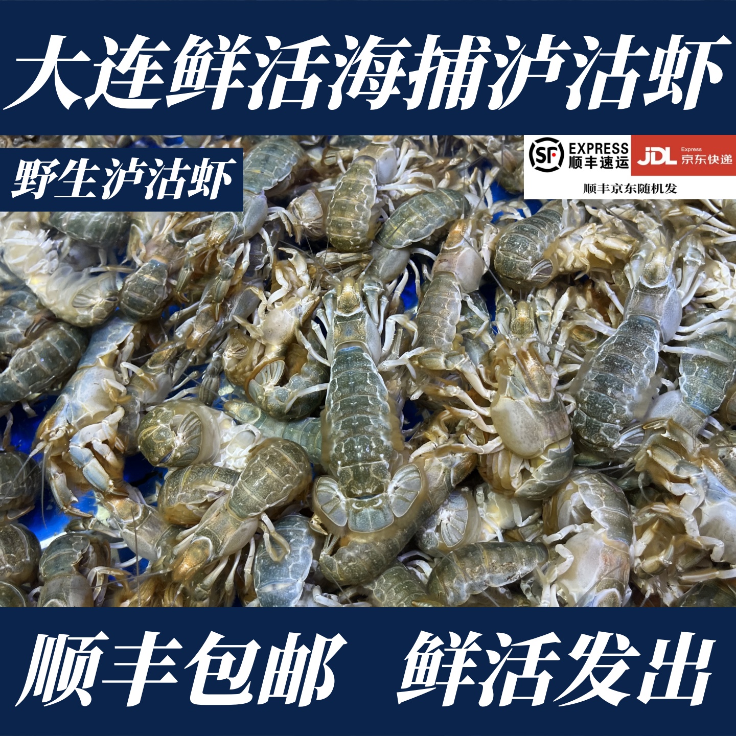 大连鲜活海捕卢沟虾野生蝼蛄虾